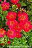 Portulaca grandiflora 'Mohava Red' flowers
