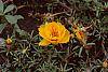 Portulaca grandiflora 'Sundial Gold'