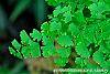 Adiantum tenerum 'Farleyense' flowers