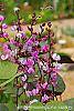 Lablab purpureus flowers