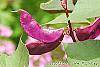 Lablab purpureus fruit