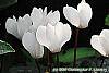 Cyclamen 'Laser White' habit