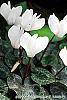 Cyclamen 'Laser White' habit