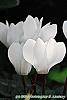 Cyclamen 'Laser White' flowers