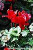 Cyclamen 'Sierra Scarlet' habit