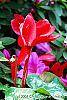 Cyclamen 'Sierra Scarlet' flowers