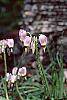 Dodecatheon meadia flowers