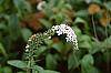 Lysimachia clethroides flowers