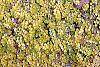 Lysimachia nummularia 'Aurea' habit