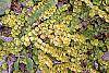 Lysimachia nummularia 'Aurea' leaves