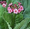 Primula japonica flowers