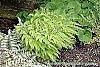 Adiantum aleuticum habit