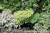 Adiantum aleuticum habit