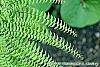 Adiantum aleuticum leaves