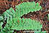Adiantum pedatum leaves