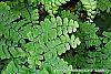 Adiantum pedatum leaves