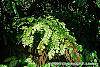 Adiantum peruvianum habit
