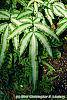 Pteris cretica leaves