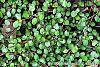 Muehlenbeckia axillaris leaves