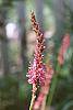 Persicaria amplexicaulis 'Atrosanguinea'