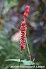 Persicaria amplexicaulis 'Firetail' flowers