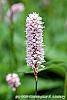 Polygonum butora 'Superbum'