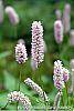 Polygonum butora 'Superbum' flowers