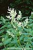 Polygonum polymorphum flowers