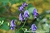 Aconitum napellus flowers