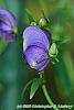 Aconitum napellus flowers