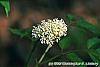 Actaea rubra flowers