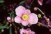 Anemone hupehensis 'September Charm' flowers
