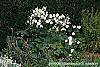 Anemone x hybrida 'Honorine Jobert' habit