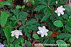 Anemone nemorosa 'Vestal' habit