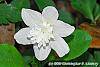 Anemone nemorosa 'Vestal'