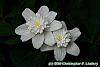 Anemone nemorosa 'Vestal' flowers