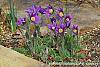 Anemone pulsatilla habit