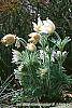 Anemone pulsatilla 'Alba' habit