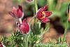 Anemone pulsatilla 'Rubra' flowers