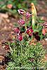 Anemone pulsatilla 'Rubra' flowers