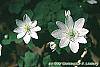 Anemonella thalictroides flowers