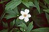 Anemone virginiana flowers