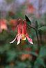 Aquilegia canadensis flowers