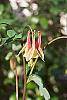 Aquilegia canadensis flowers