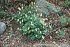 Aquilegia canadensis 'Corbet' habit