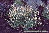 Aquilegia canadensis 'Corbet' habit