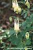 Aquilegia canadensis 'Corbet' flowers