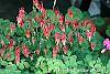 Aquilegia canadensis 'Little Lanterns' flowers
