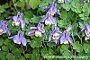 Aquilegia flabellata 'Mini-Star' flowers