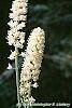 Cimicifuga simplex 'White Pearl' flowers